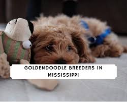 The current median price of goldendoodles in pennsylvania is $1,597.50. Goldendoodle Breeders In Mississippi 2021 We Love Doodles