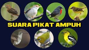 Maybe you would like to learn more about one of these? Download Suara Pikat Burung Kecil Paling Ampuh Mp3 Lengkap