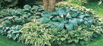 Does it look somewhere witches and werewolves might call home? Gardening With Hostas Breck S