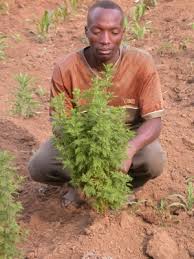 Image result for Artemisia afra