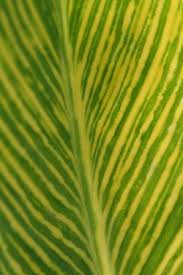 Canna are large tropical and subtropical perennial herbs. Canna Variegata Pretoria Variegated Water Canna