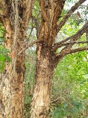 Image result for Scepocarpus hypselodendron