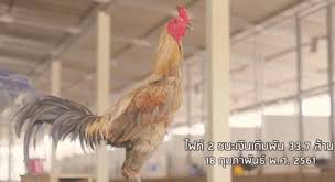 Kumpulan gambar tentang kartun yang menarik. Ayam Mangon Yokeree Bisa Dikatakan Ayam Termahal Saat Ini Karena Menang Di Betting Game Diangka 15 Milliar Rupiah Ayam M Ayam