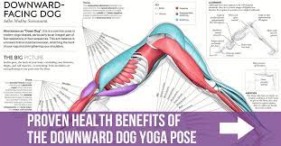 Downward facing dog is one of the most common poses you'll find in most yoga classes. Downward Dog Benefits Adho Mukhmma
