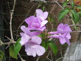 Image result for Bignoniaceae