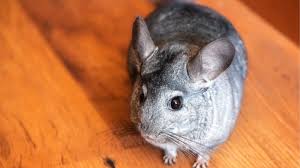 Chinchilla, chinchilla lanigera, chinchilas, chinchilla chinchilla (pt); 10 Reasons Why A Chinchilla Makes An Amazing Pet Bechewy