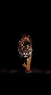 Black Theme Wallpapers Iphone Android Wild Animal Wallpaper Cat Wallpaper Tiger Wallpaper