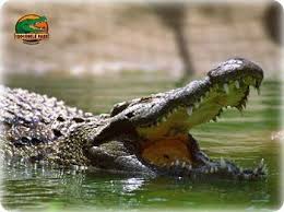 Crocodile Park Torremolinos Met Afbeeldingen