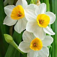 Luisonoria On Twitter Narcissus Flower Beautiful Flowers Flowers