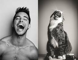 12 Cats That Look Like Male Models Cute Cats Funny Cute Cats Kittens Cutest