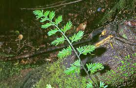 Image result for Asplenium uschiae