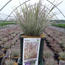 Image result for Stolzia compacta