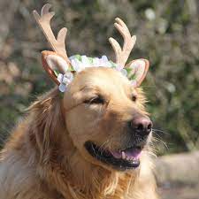 Bolbove Pet Christmas Lace Flower Antler Head Band And Santa Collar For Medium To Large Dogs Large You Can Find Ou Reindeer Dog Dogs Dog Halloween Costumes