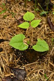 Image result for Lablab