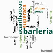 Image result for Barleria superata