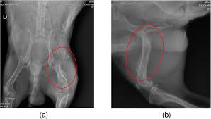 The tumor, or sarcoma, can be rather painful, often causing dogs to walk with a limp to avoid placing pressure on the affected limb. Osteosarcoma In A Dachshund Cytological And Histopathological Aspects Springerlink