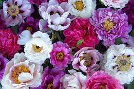 We did not find results for: Die Pfingstrosen Pfingstrosengartnerei