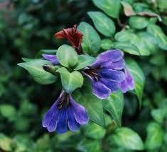 Image result for Ochna barbosae