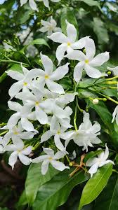 Image result for Nymphaea divaricata