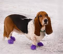 There are 164 different types of dogs listed below with pictures of each one. Dog Boots For Basset Hounds Alldogboots Com