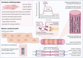 Synergistic effects of hormones on structural and functional maturation of  cardiomyocytes and implications for heart regeneration | Cellular and  Molecular Life Sciences