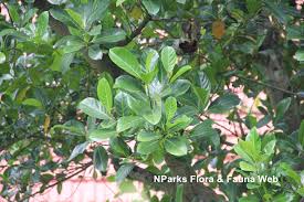 Image result for Artocarpus heterophyllus