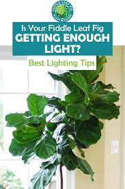 How Much Light Does A Fiddle Leaf Fig Need In 2020 Fiddle Leaf Fig Tree Fiddle Leaf Fig Fig Leaf Tree