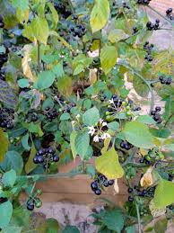 Image result for Solanum scabrum