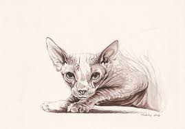 Maybe you would like to learn more about one of these? Sphynx Cat Drawing By Lilla Varhelyi Saatchi Art