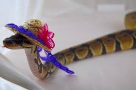 11 Snakes That Look Totally Adorable In Their Halloween Costumes Cute Snake Snakes With Hats Pet Snake