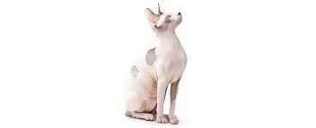 I am a small hobbyist breeder and gccf show exhibitor. Sphynx Hairless Cat Cat Breed Profile Petfinder