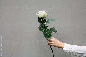 Woman Hand Holding White Rose By Alberto Bogo White Roses Floral Branding Rose