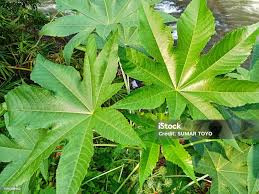 Image result for Ricinus communis