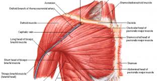 The adductor magnus muscle of the inner thigh also has a role in hip extension. Muscleopedia Muscular Anatomy