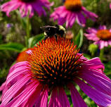 Pollinators, Flowers & Salt Workshop