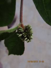 Image result for Cyathula