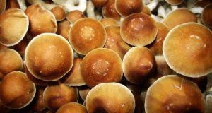 62,078 likes · 26 talking about this. It S A Treat The Rise Of Magic Mushroom Microdosing