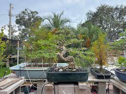 Image result for Bulbophyllum unifoliatum