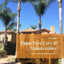 Arborist S Secret For Caring Palm Tree Near You Palm Tree Care Small Palm Trees Palm Trees