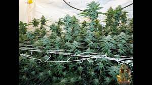 Playin With Fire The Truth Day 35 Grow Tent Growers Fire