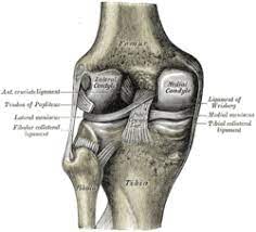 But, this ligament injury can sometimes happen if one leg is stretched out in front of you and doesn't have the. Fibular Collateral Ligament Wikipedia