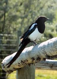 Black And White Birds In California Pin On Birds