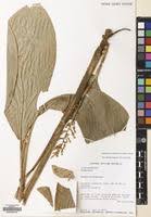Image result for Renealmia africana