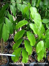 Image result for Intsia