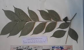 Image result for Dicranolepis