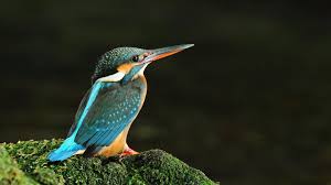 4k Ultra Bird High Quality Wallpapers 853004 Hd Wallpaper Backgrounds Download We support all android devices such as samsung, google. 4k ultra bird high quality wallpapers