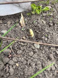 Image result for site:byggahus.se sådd