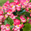 Melbourne florist offers you a large variety of fresh flowers & same day flower delivery in melbourne. 1