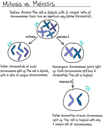 Asin both g1 and g2, there is a checkpoint in the middle of mitosis(metaphase checkpoint) that ensures the cell is ready to complete cell division. S Phase Interphase Overview Diagrams Expii