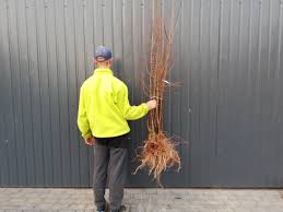 Image result for prunus domestica renkloda althana